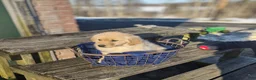 Golden Retriever dogs for sale: Golden Retriever Puppy 8 - Ad 1