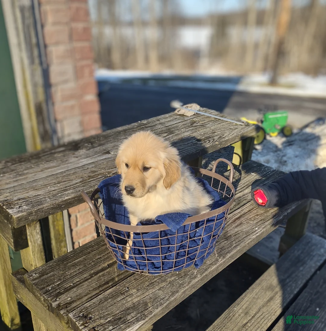 Golden Retriever dogs for sale: Golden Retriever Puppy 8 - Ad 1