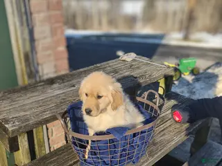 Golden Retriever dogs for sale: Golden Retriever Puppy 8 - Ad 2
