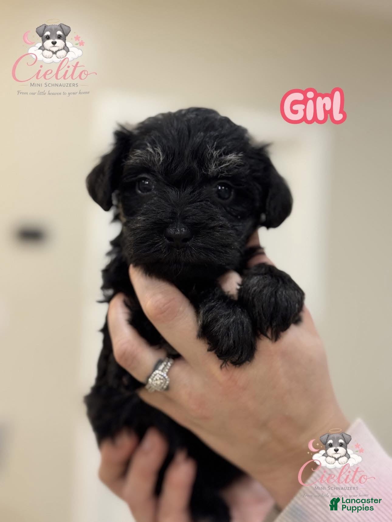 Miniature Schnauzer dogs Miniature Schnauzer Puppy 3 - Ad 19