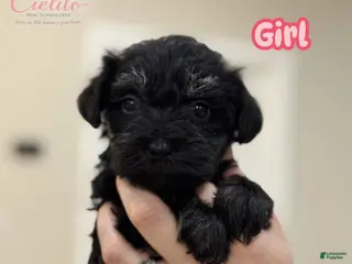 Miniature Schnauzer dogs Miniature Schnauzer Puppy 3 - Ad 19