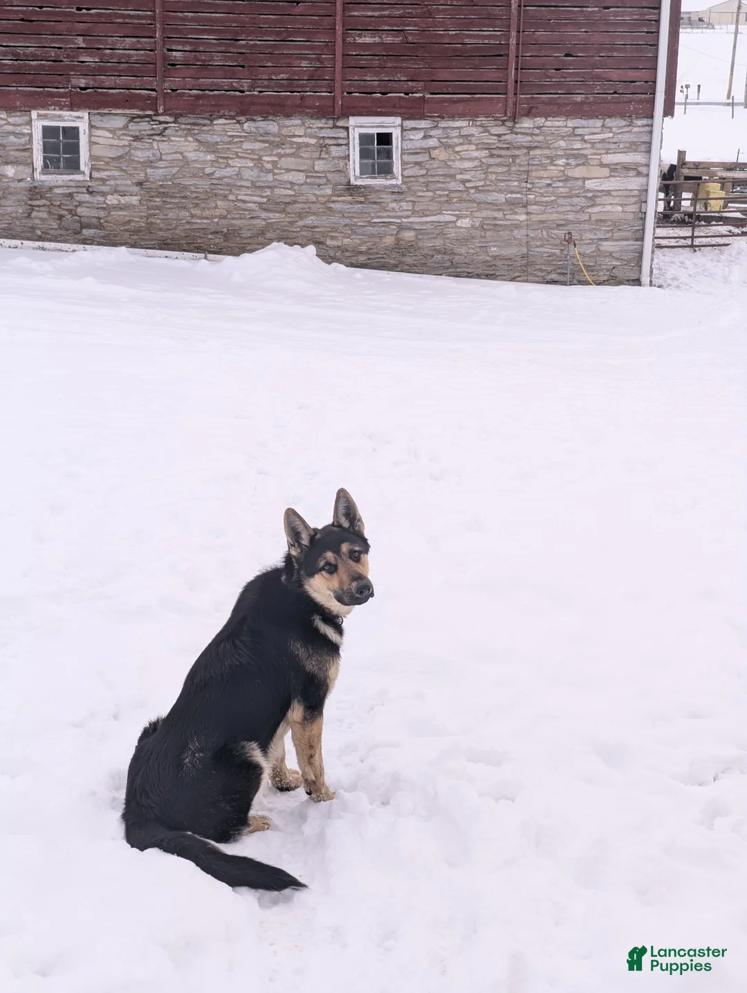 Mixed Breed dogs for sale: Mixed Breed Puppy 1 - Ad 2