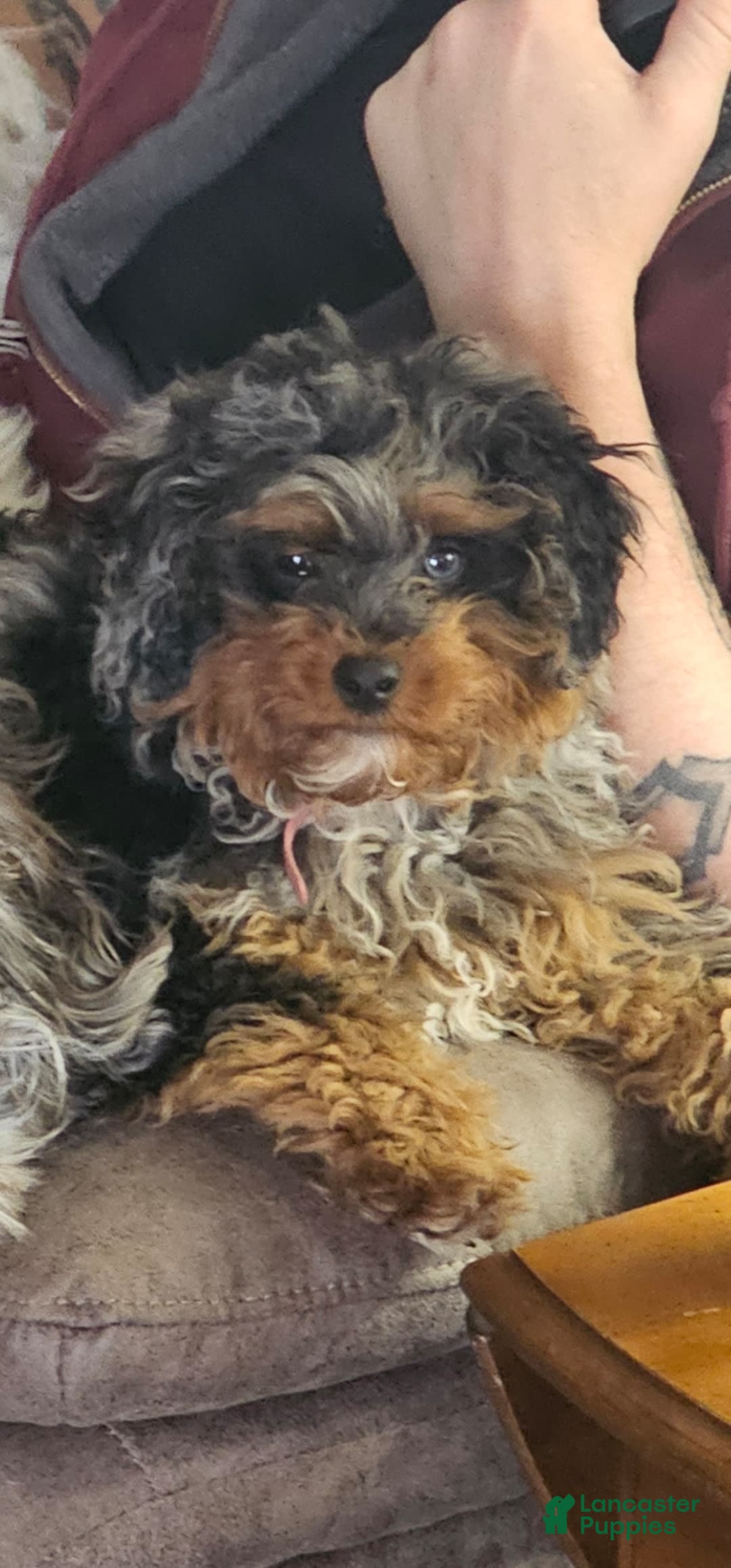 Cavapoo dogs for sale: Nova - Ad 2