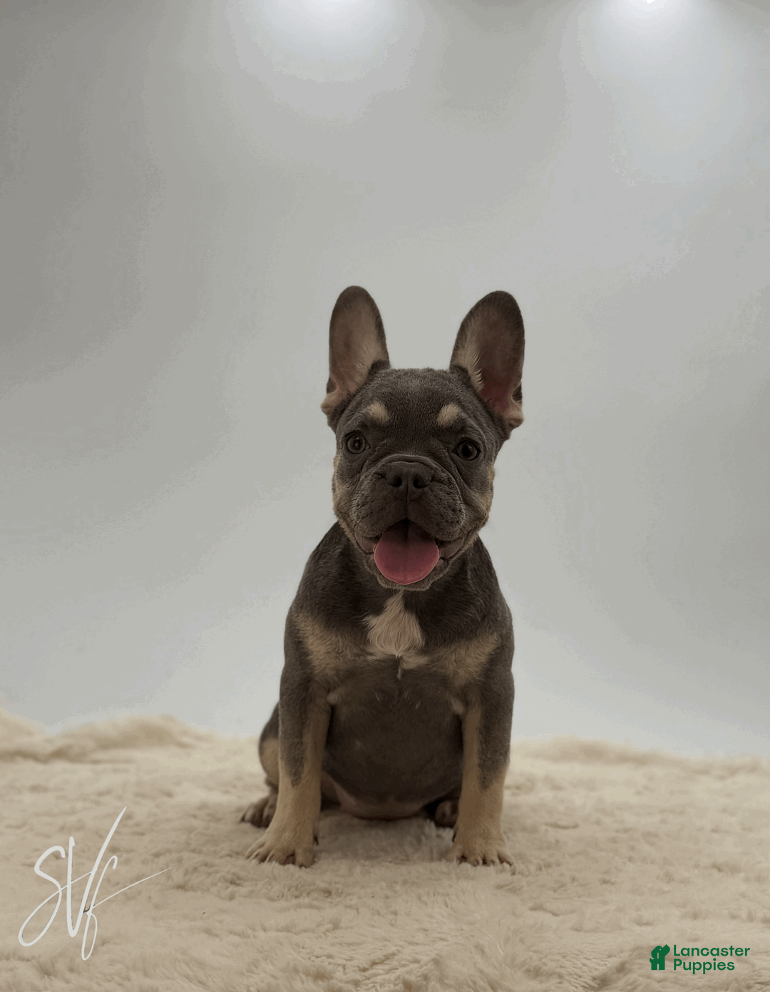 French Bulldog dogs for sale: Darlene - Ad 2