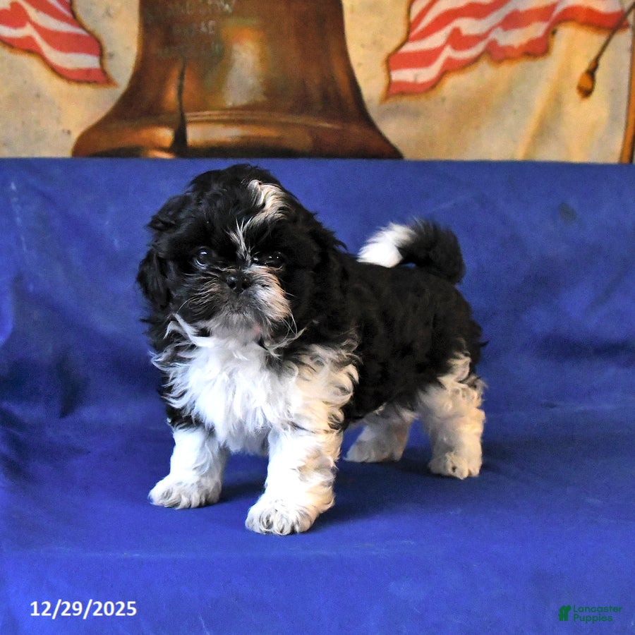 Shih Tzu dogs Marley - Ad 12