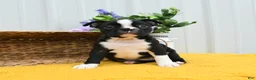 Boston Terrier dogs for sale: Bun Bun - Ad 3