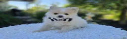 Pomeranian dogs for sale: Sidney - Ad 3