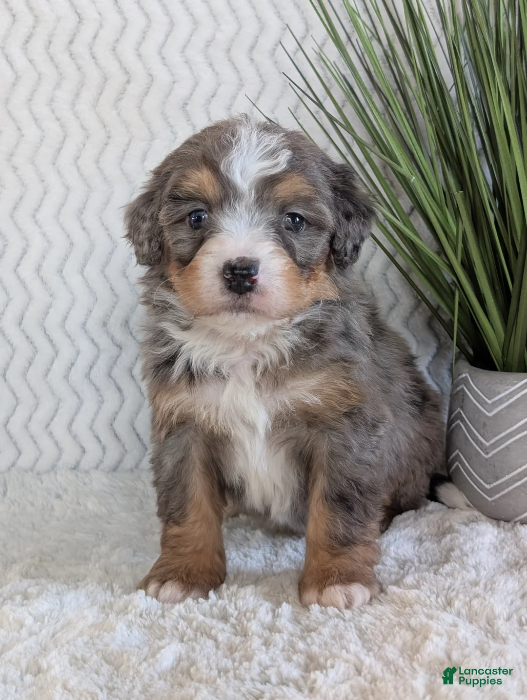 Mini Bernedoodle dogs for sale: Mini River  - Ad 13
