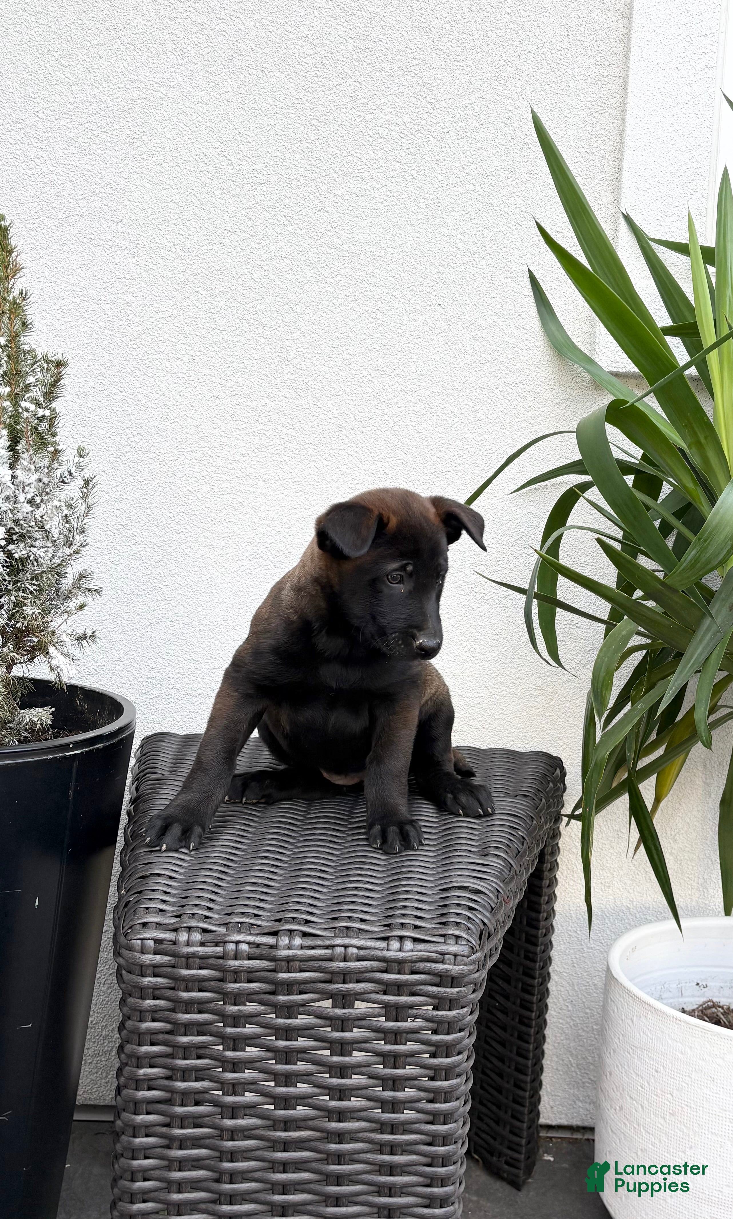 Belgian Malinois dogs Belgian Malinois Puppy (Mocha) - Ad 2