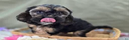 Cockapoo dogs for sale: Batty - Ad 4