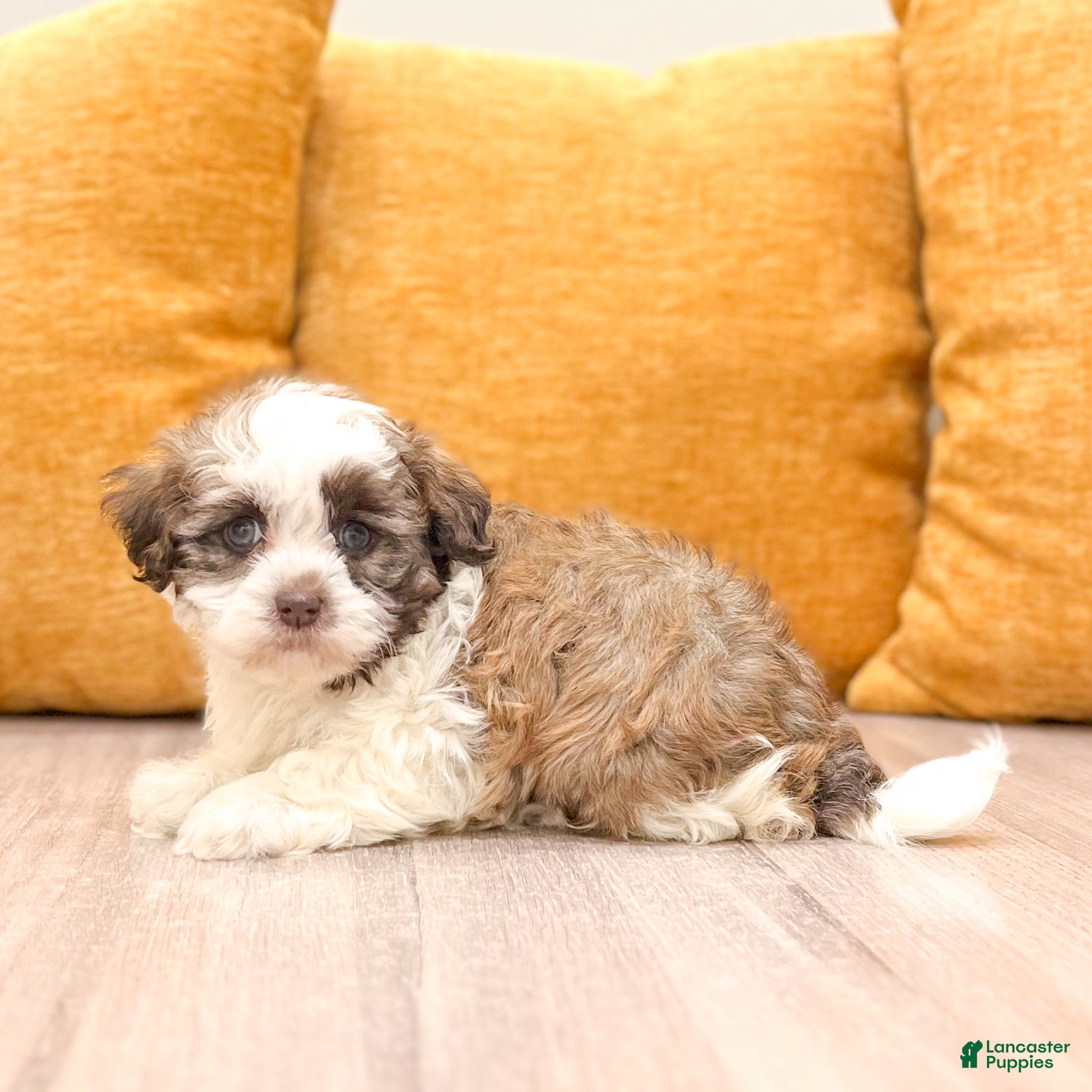 Havanese dogs Benson - Ad 2