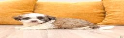 Havanese dogs for sale: Benson - Ad 2