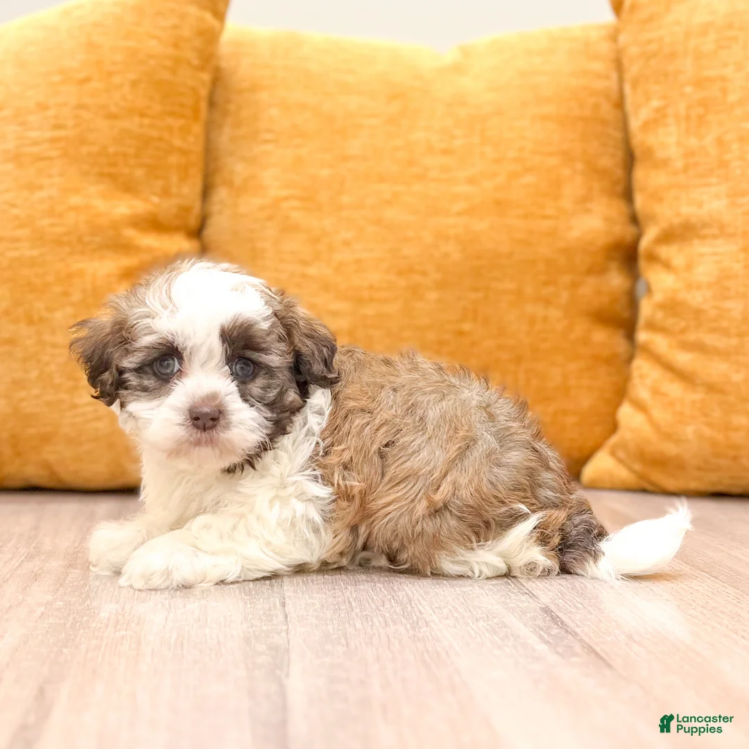Havanese dogs for sale: Benson - Ad 2