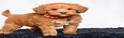 Mini Goldendoodle dogs for sale: Ms. Mackenzie  - Ad 3