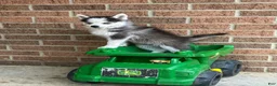 Pomsky dogs for sale: Scout - Ad 12
