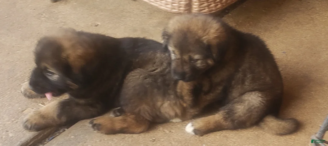 Caucasian Shepherd Dog dogs for sale: Caucasian Shepherd Dog Puppy 3 - Ad 1