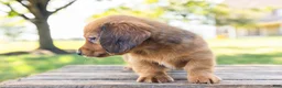 Miniature Dachshund dogs for sale: Peanut - Ad 4