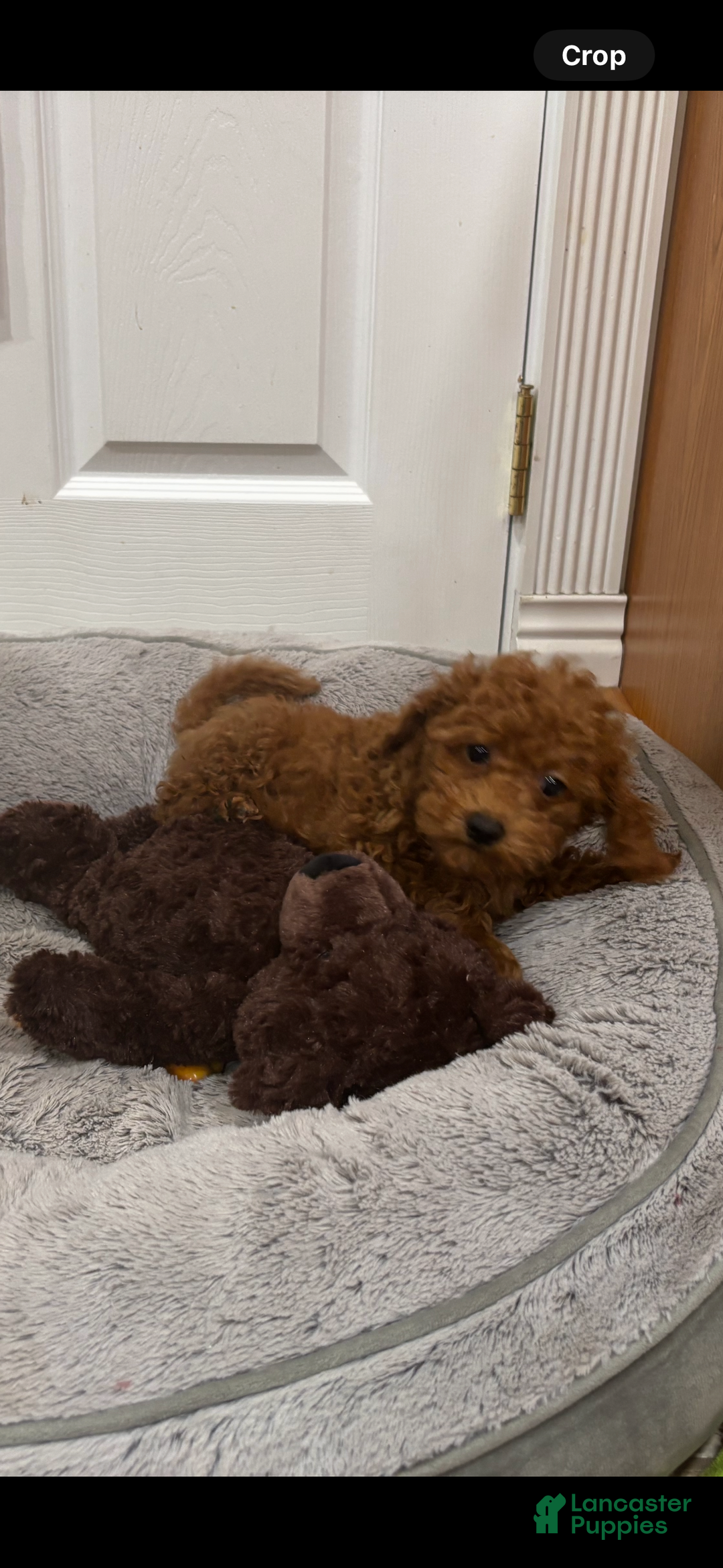 Toy Poodle dogs for sale: Toy Poodle Puppy 4 - Ad 1