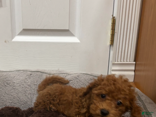 Toy Poodle dogs Toy Poodle Puppy 4 - Ad 29