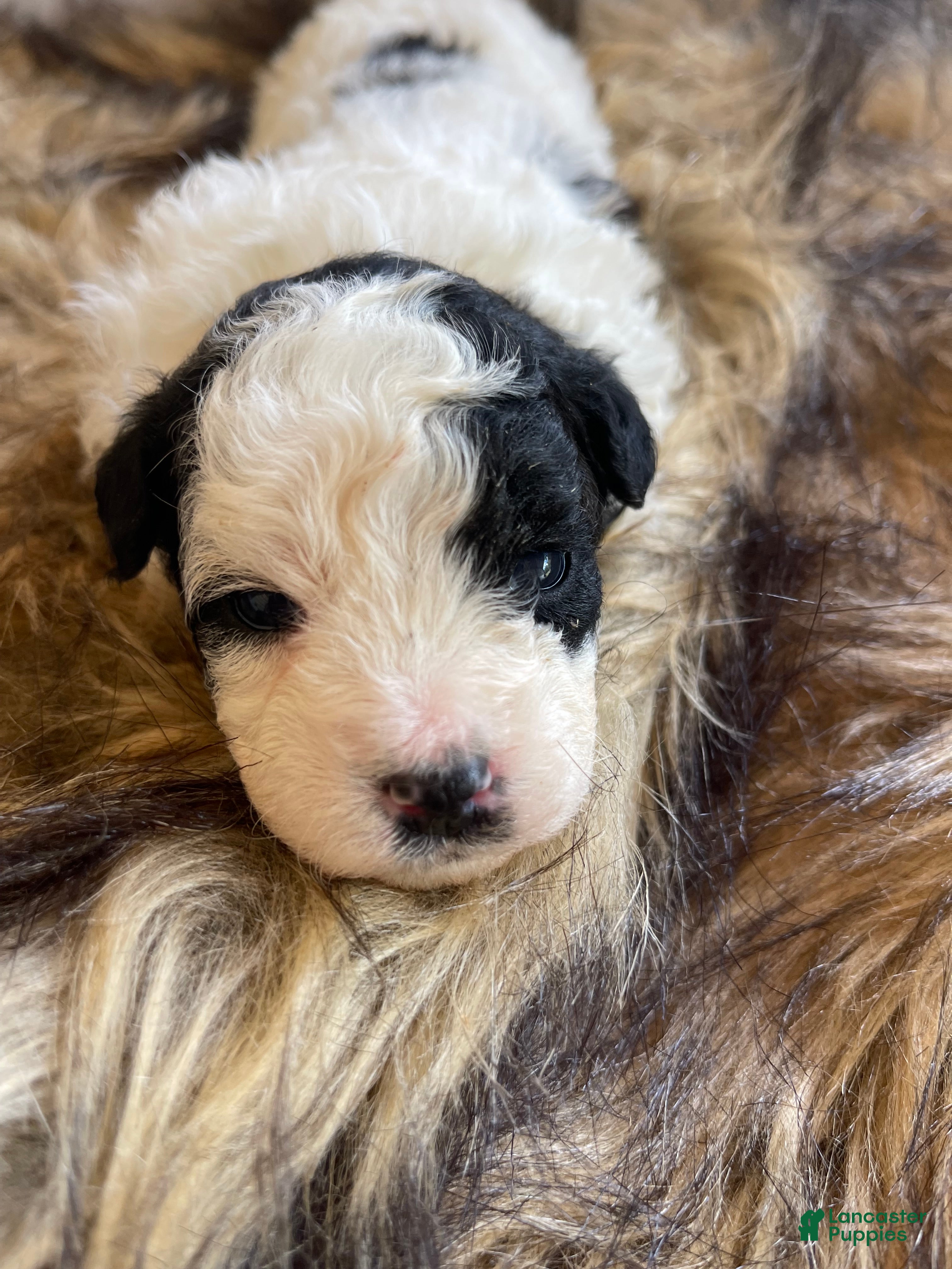 Bernedoodle dogs Iris ❤️ micro mini Bernedoodle  - Ad 41