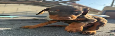 Doberman Pinscher Puppy 5