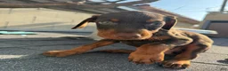Doberman Pinscher dogs for sale: Doberman Pinscher Puppy 5 - Ad 1