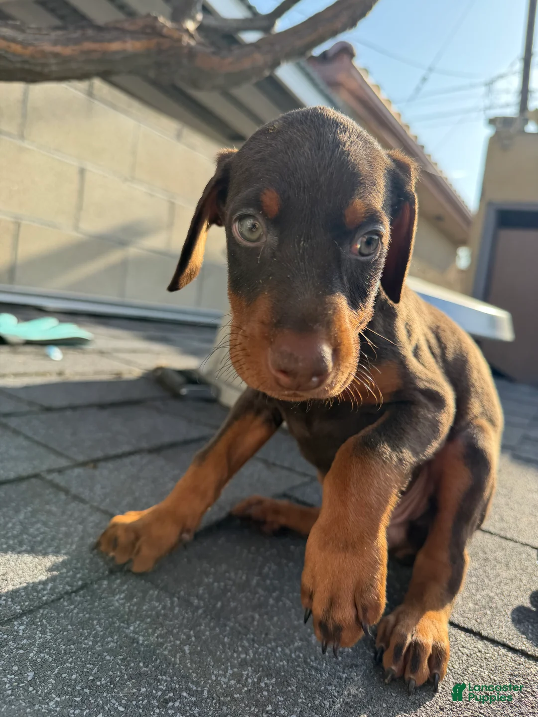 Doberman Pinscher dogs for sale: Doberman Pinscher Puppy 5 - Ad 1
