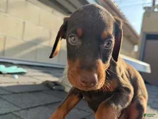 Doberman Pinscher dogs Doberman Pinscher Puppy 5 - Ad 7