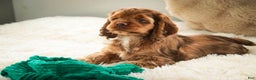 Cocker Spaniel dogs for sale: Avery - Ad 4