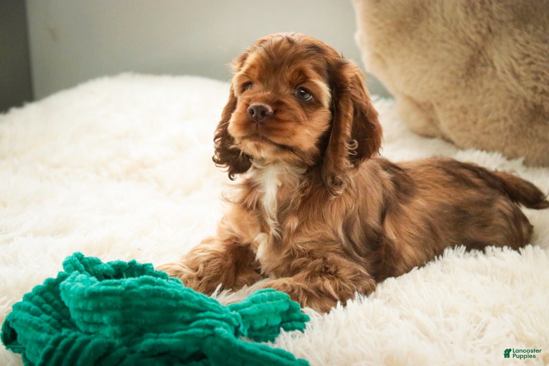 Cocker Spaniel dogs for sale: Avery - Ad 4