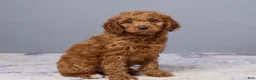 Mini Goldendoodle dogs for sale: Holly - Ad 3