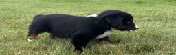 Miniature Australian Shepherd dogs for sale: Miniature Australian Shepherd Puppy 10 - Ad 3
