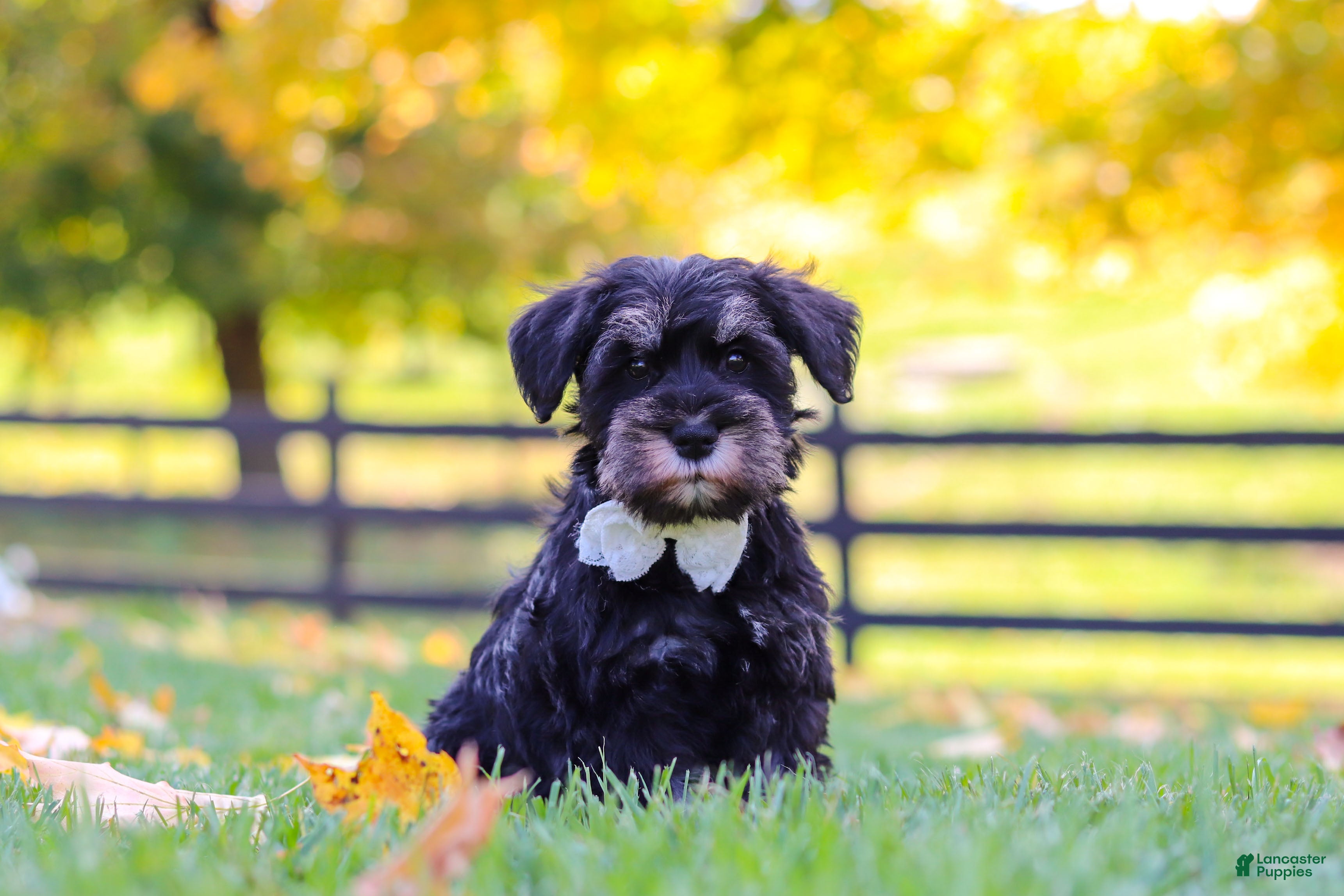 Miniature Schnauzer dogs Johnny - Ad 1