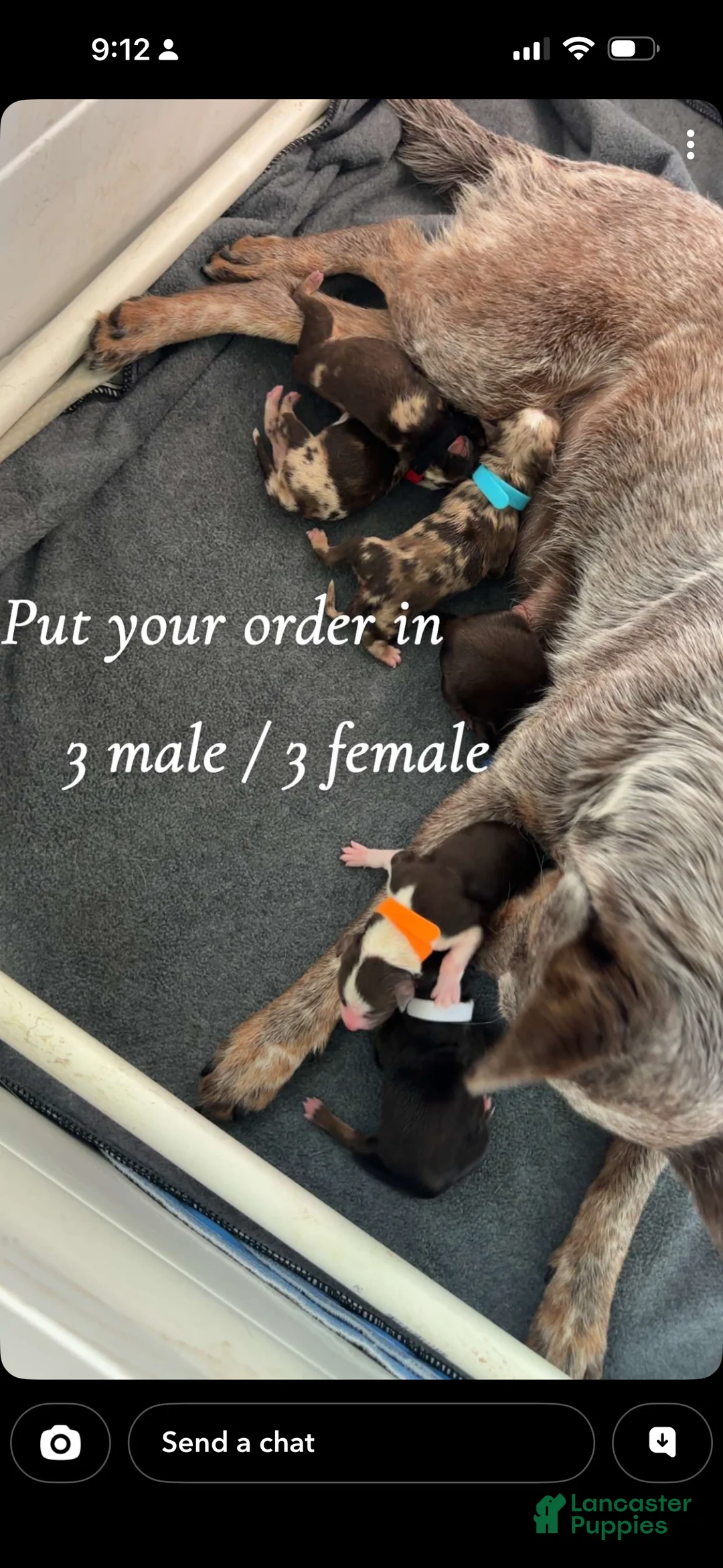 Mixed Breed dogs for sale: Mixed Breed Puppy 4 - Ad 2