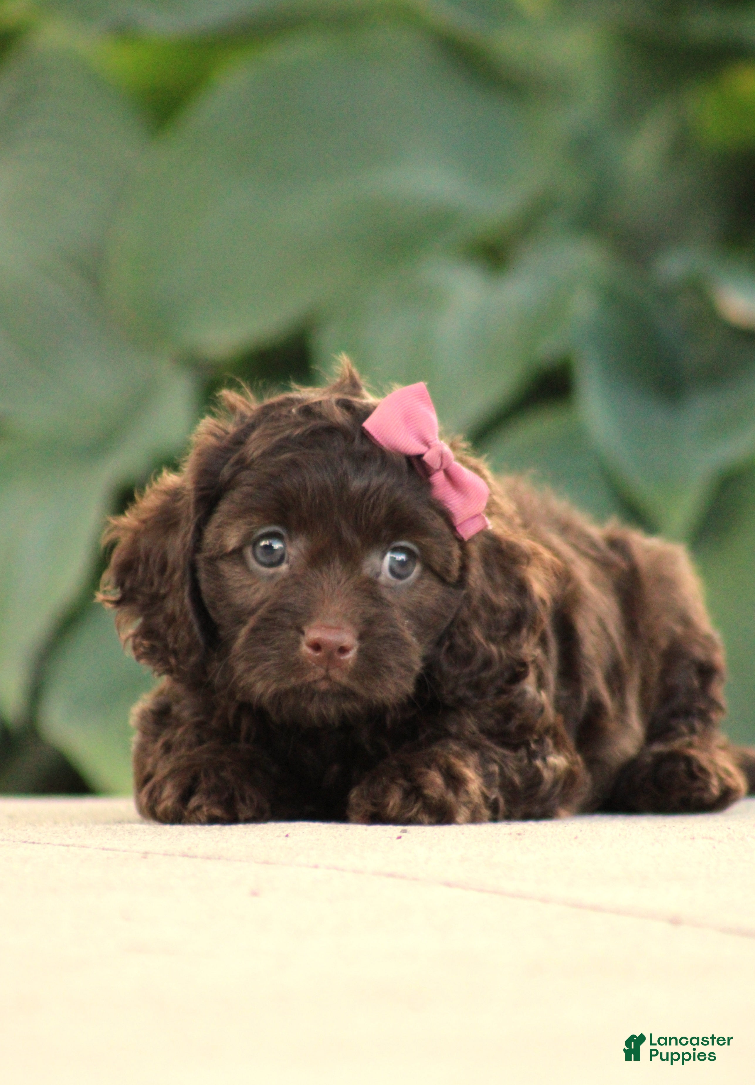 Cavapoo dogs Mia - Ad 1