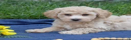 Bichpoo dogs for sale: Putter - Ad 3