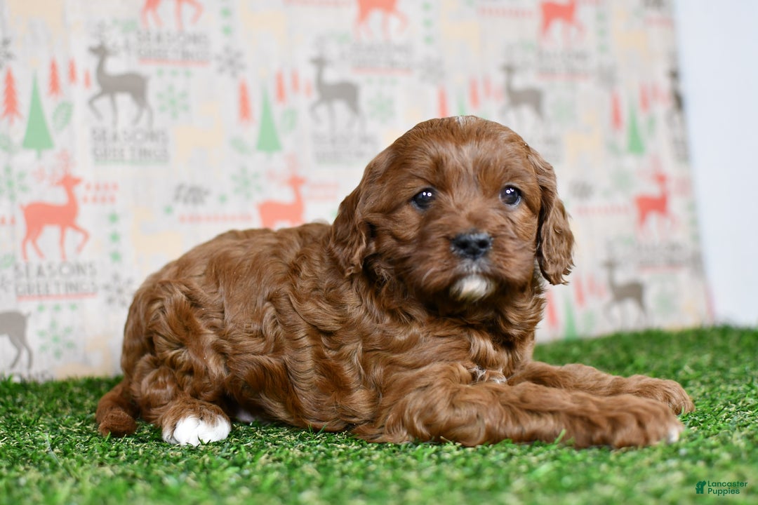 Gallery Image {{count}}