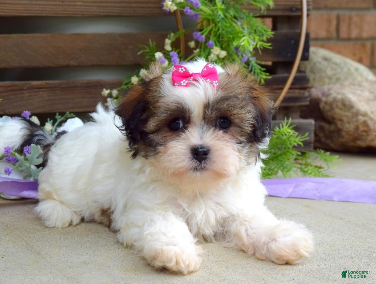 Teddy Bear dogs Taylor - Ad 2