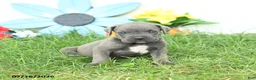 Cane Corso dogs for sale: Raven - Ad 3