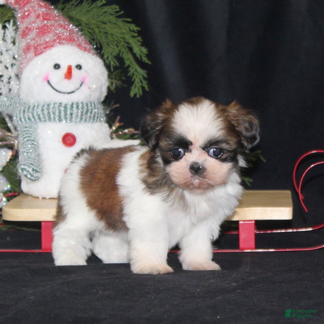 Shih Tzu dogs Olivia - Ad 1