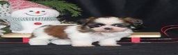 Shih Tzu dogs for sale: Olivia - Ad 1