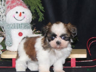 Shih Tzu dogs Olivia - Ad 1