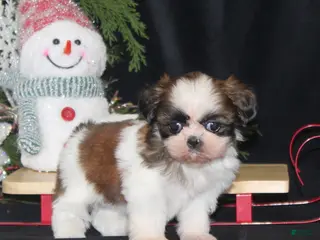 Shih Tzu dogs Olivia - Ad 19