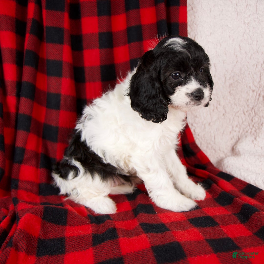 Cavapoo dogs for sale: Stella - Ad 3