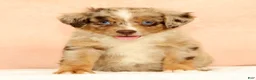 Mini Aussiedoodle dogs for sale: Lee - Ad 5