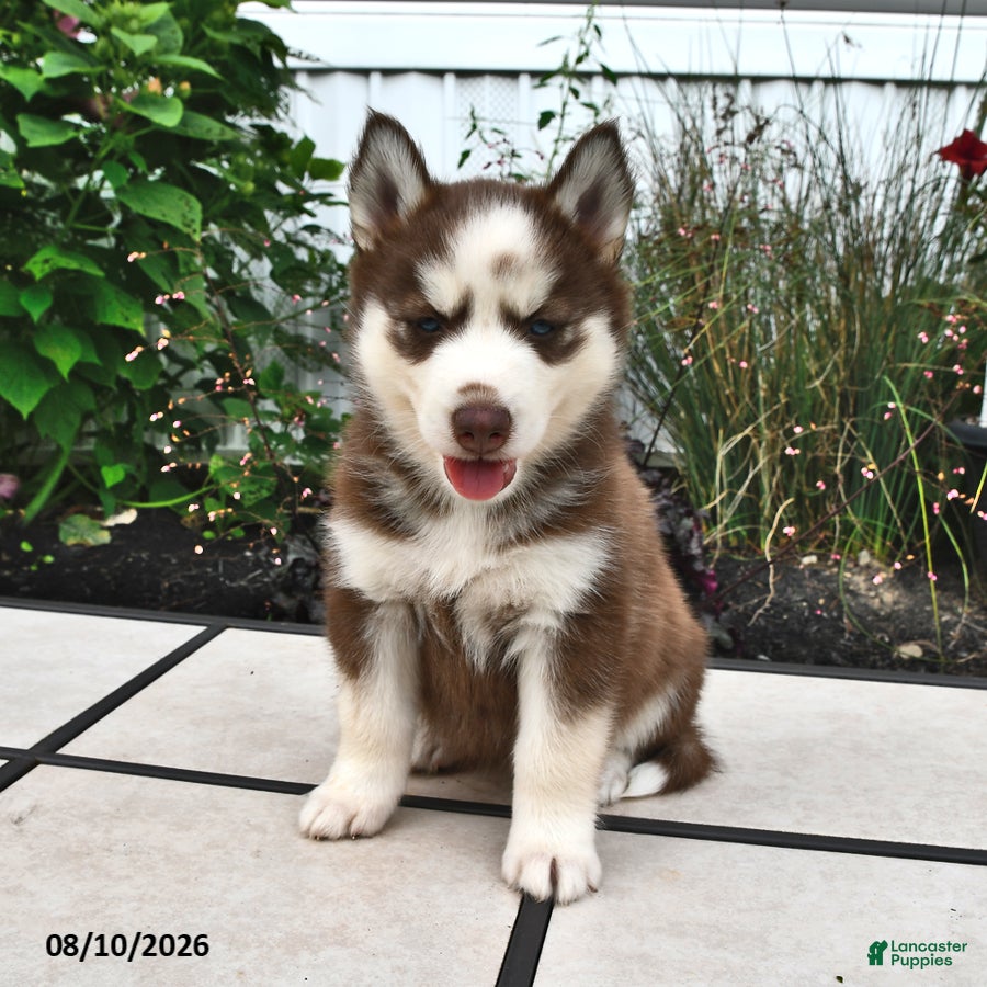 Siberian Husky dogs Sierra - Ad 2