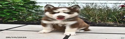 Siberian Husky dogs for sale: Sierra - Ad 2