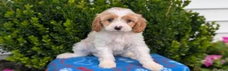 Cavapoo dogs for sale: Nash - Ad 3