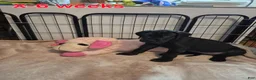 Great Dane dogs for sale: Fury - Ad 8