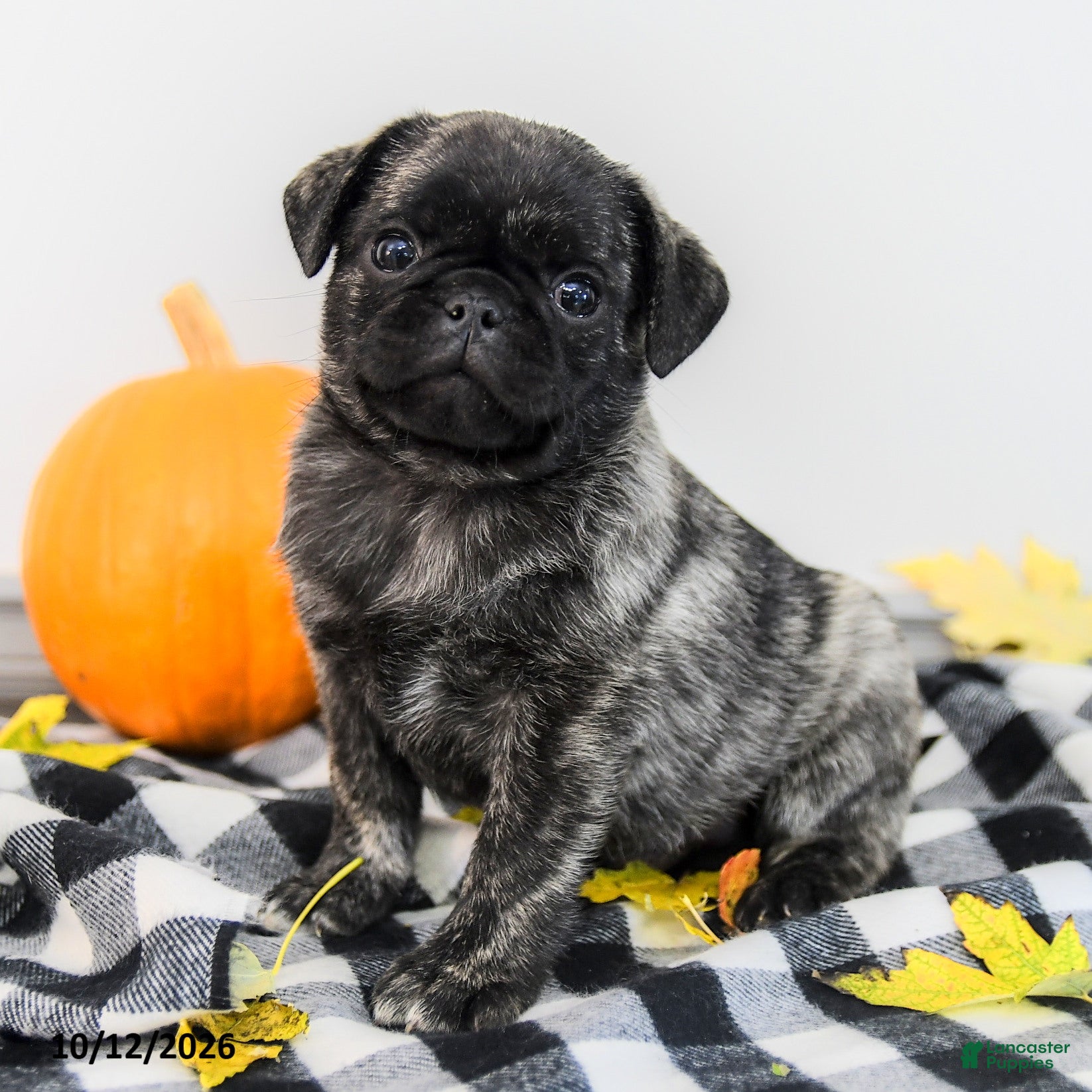 Pug dogs Pierce - Ad 1